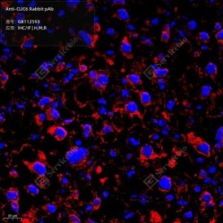 Anti-CLIC6 Rabbit pAb