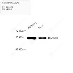 Anti-RASSF8 Rabbit pAb