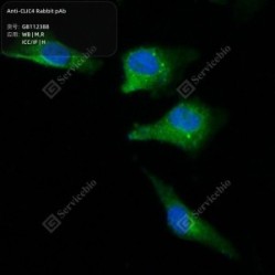 Anti-CLIC4 Rabbit pAb