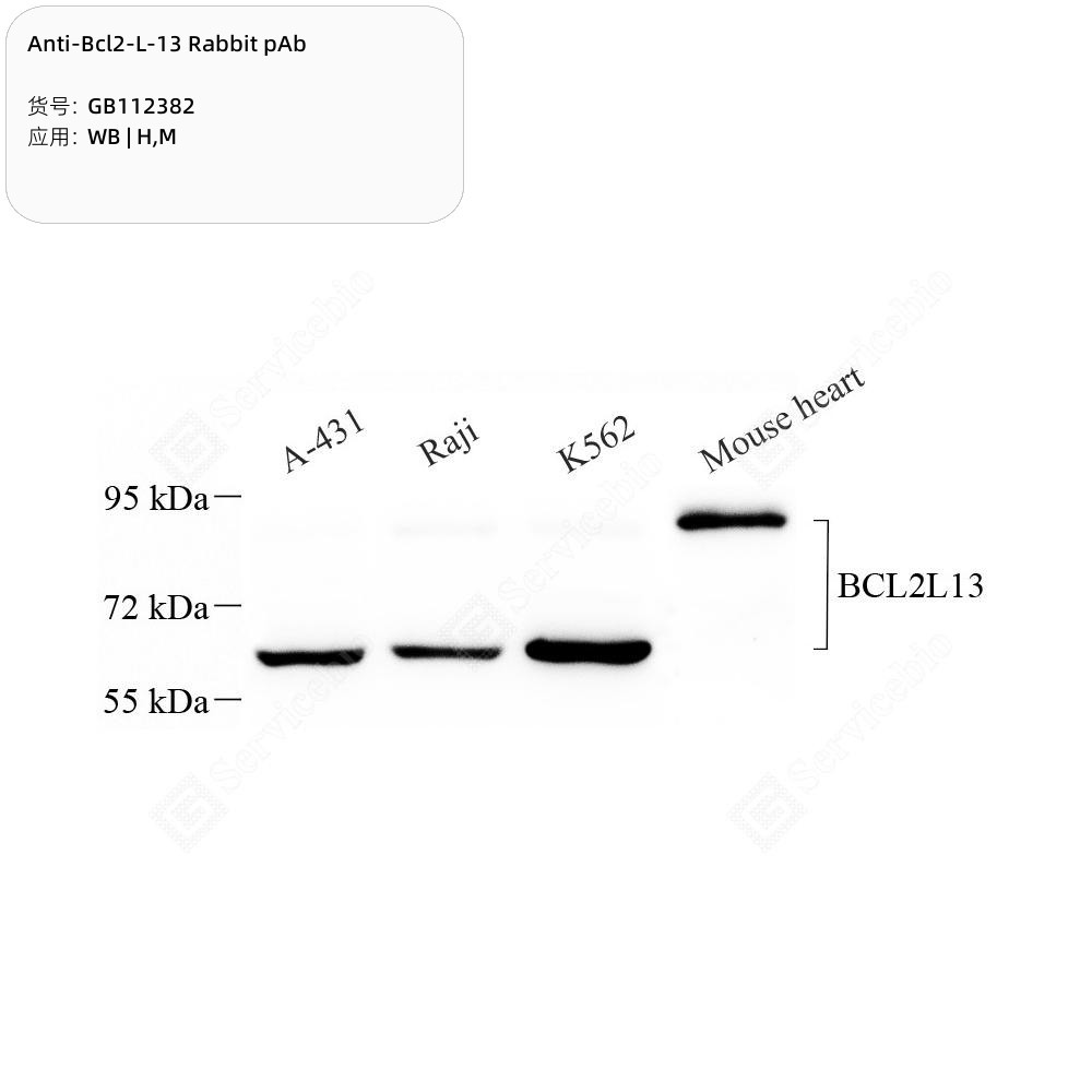 Anti-Bcl2-L-13 Rabbit pAb