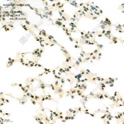 Anti-cIAP1 Rabbit pAb