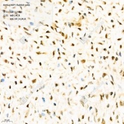 Anti-cIAP1 Rabbit pAb