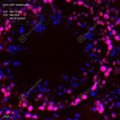 Anti-cIAP1 Rabbit pAb
