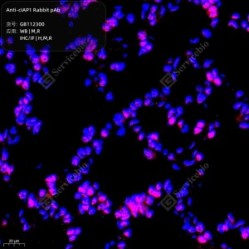 Anti-cIAP1 Rabbit pAb