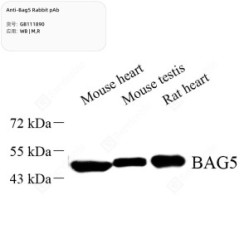 Anti-Bag5 Rabbit pAb