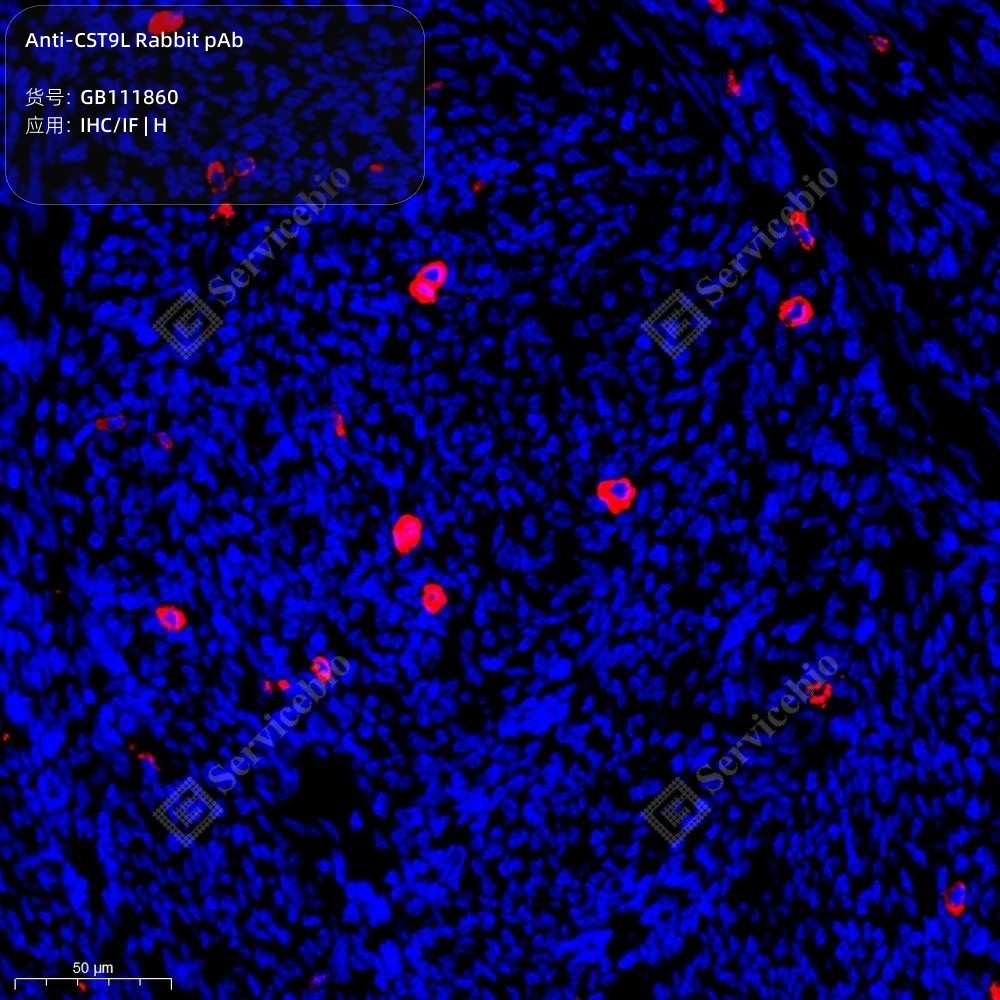 Anti-CST9L Rabbit pAb