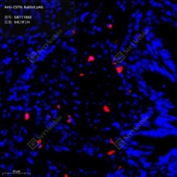 Anti-CST9L Rabbit pAb