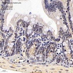 Anti-ZIP Kinase Rabbit pAb