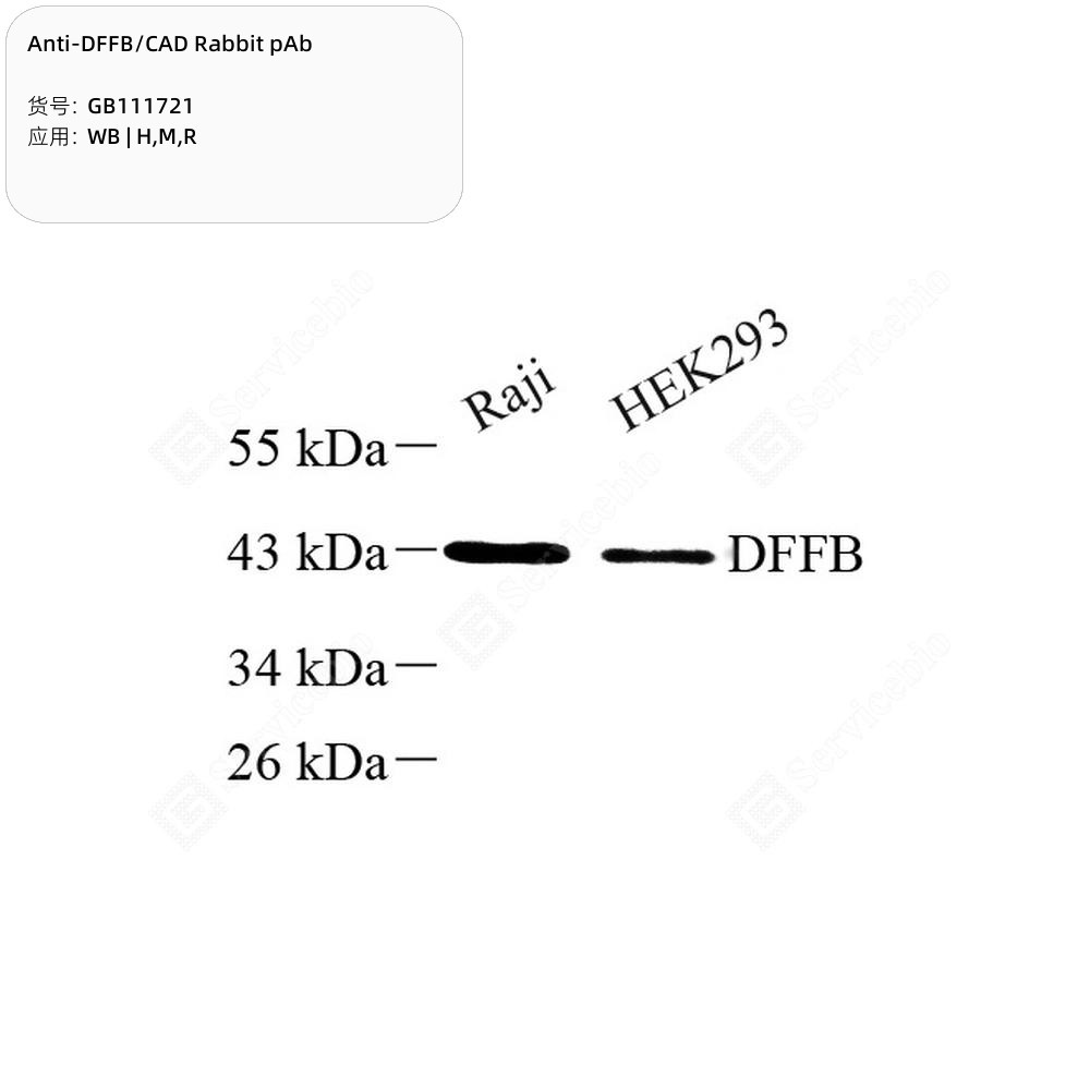 Anti-DFFB/CAD Rabbit pAb