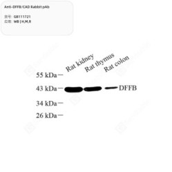 Anti-DFFB/CAD Rabbit pAb