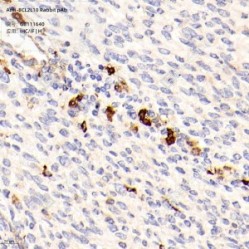Anti-BCL2L10 Rabbit pAb