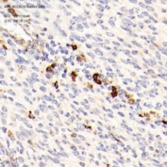 Anti-BCL2L10 Rabbit pAb