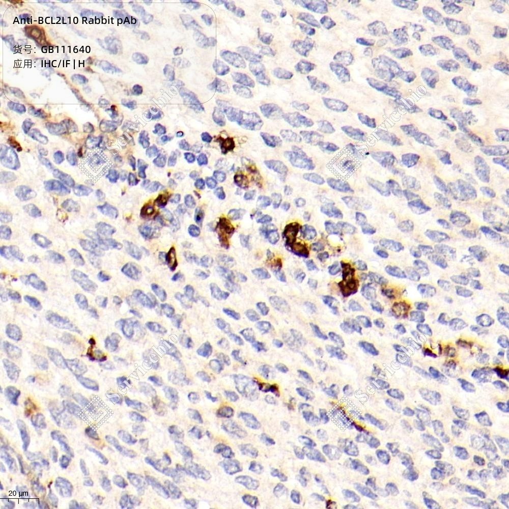 Anti-BCL2L10 Rabbit pAb