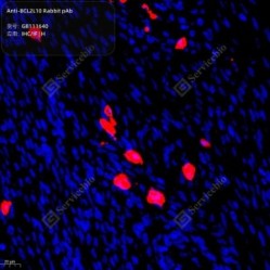 Anti-BCL2L10 Rabbit pAb