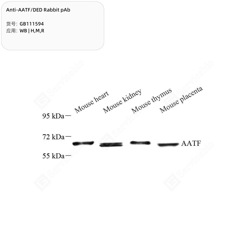 Anti-AATF/DED Rabbit pAb