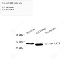 Anti-AATF/DED Rabbit pAb