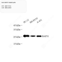 Anti-BAP31 Rabbit pAb