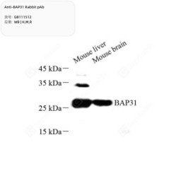 Anti-BAP31 Rabbit pAb