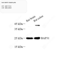 Anti-BAP31 Rabbit pAb