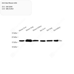 Anti-Bax Mouse mAb