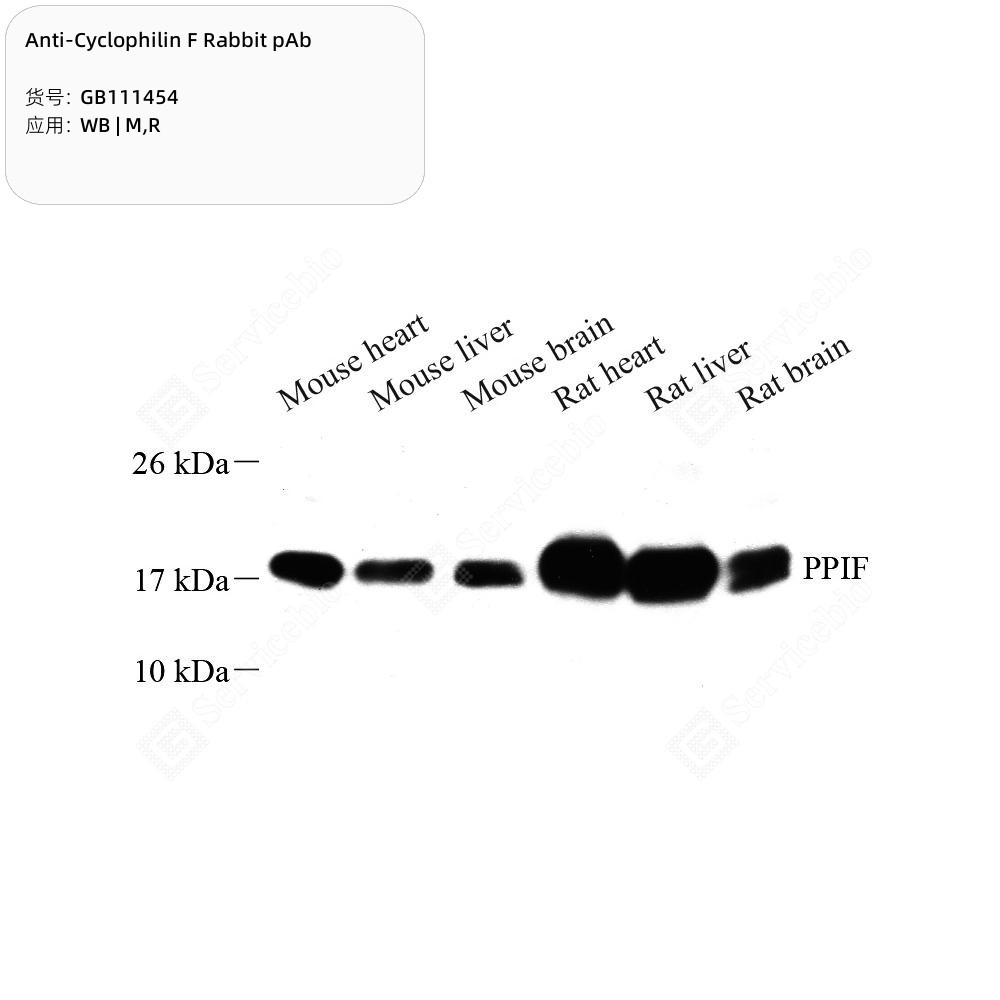 Anti-Cyclophilin F Rabbit pAb