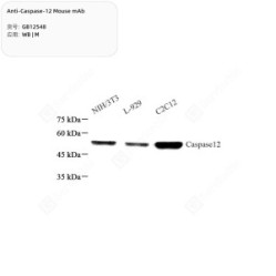 Anti-Caspase-12 Mouse mAb