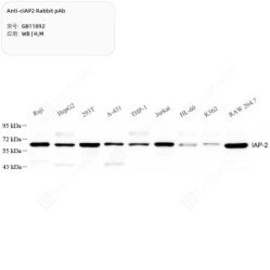 Anti-cIAP2 Rabbit pAb