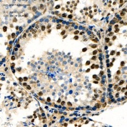 Anti-RNF7 Rabbit pAb