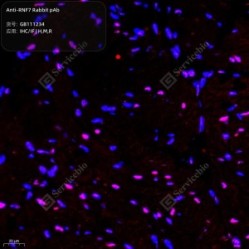 Anti-RNF7 Rabbit pAb