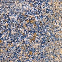 Anti-BNIP3 Rabbit pAb