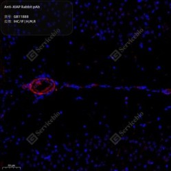 Anti-XIAP Rabbit pAb