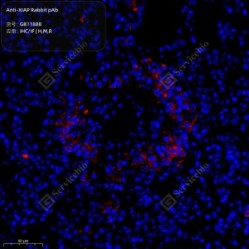 Anti-XIAP Rabbit pAb