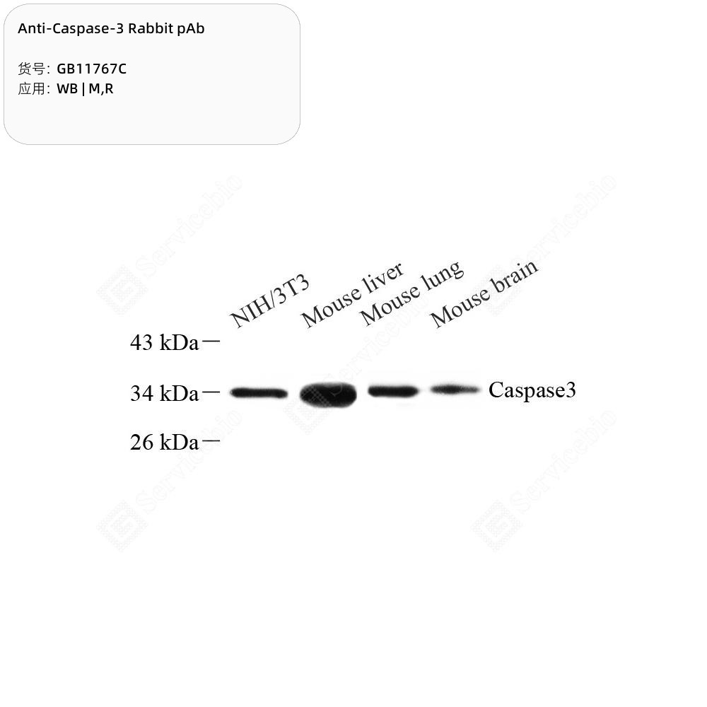 Anti-Caspase-3 Rabbit pAb