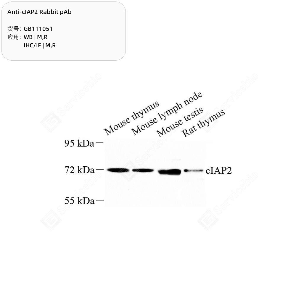 Anti-cIAP2 Rabbit pAb