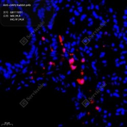 Anti-cIAP2 Rabbit pAb