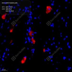 Anti-cIAP2 Rabbit pAb
