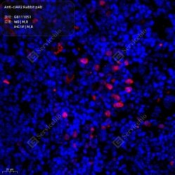 Anti-cIAP2 Rabbit pAb