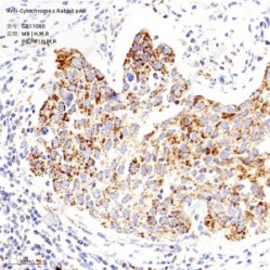 Anti-Cytochrome C Rabbit pAb