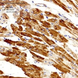 Anti-Cytochrome C Rabbit pAb