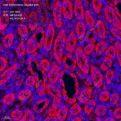 Anti-Cytochrome C Rabbit pAb