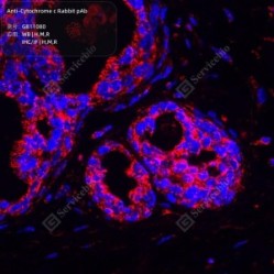 Anti-Cytochrome C Rabbit pAb