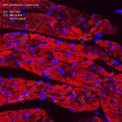 Anti-Cytochrome C Rabbit pAb