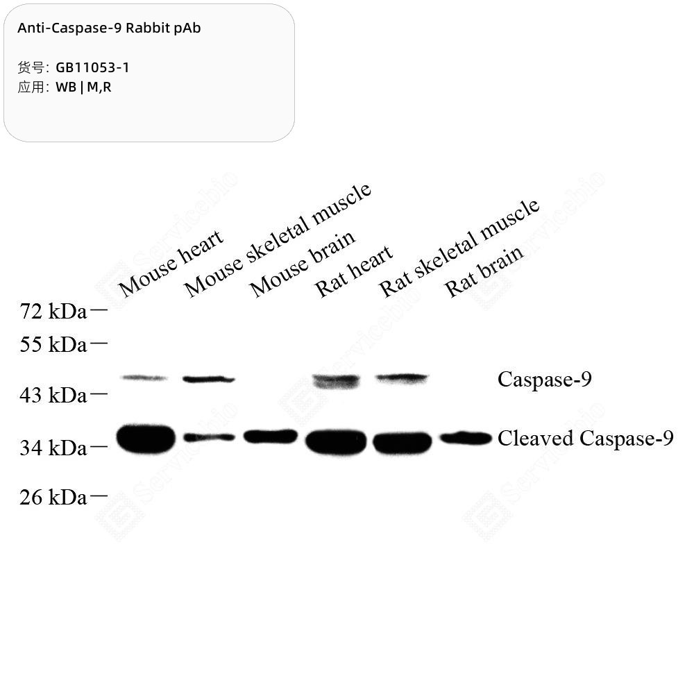 Anti-Caspase-9 Rabbit pAb