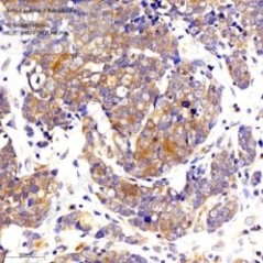 Anti-Caspase-3 Rabbit pAb