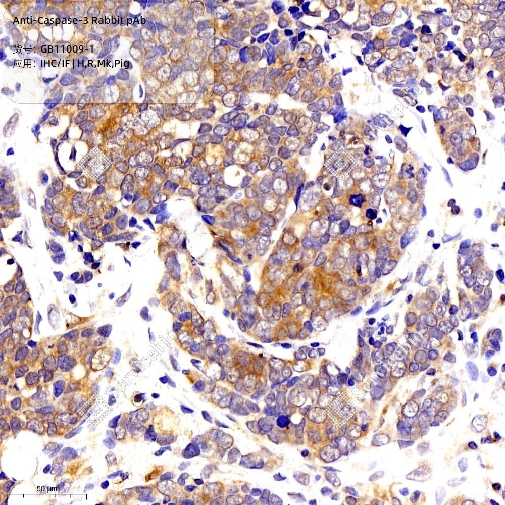 Anti-Caspase-3 Rabbit pAb