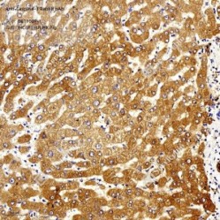 Anti-Caspase-3 Rabbit pAb