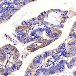 Anti-Caspase-3 Rabbit pAb