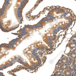 Anti-Caspase-3 Rabbit pAb