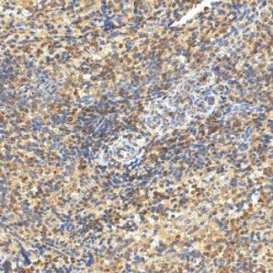 Anti-Caspase-3 Rabbit pAb