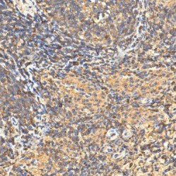 Anti-Caspase-3 Rabbit pAb